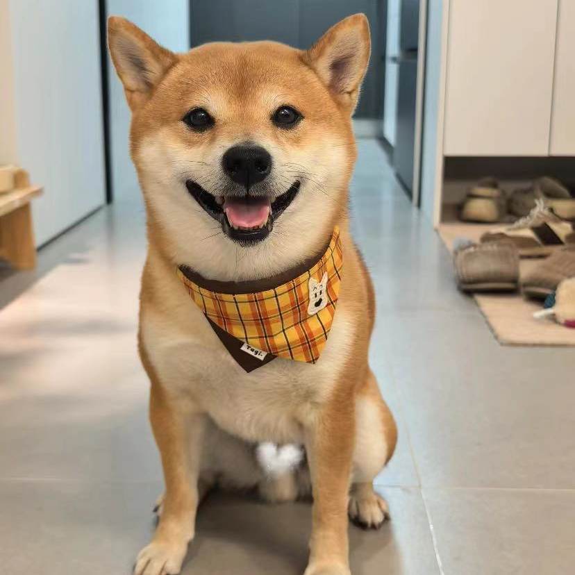 Tagi Dog Scarf