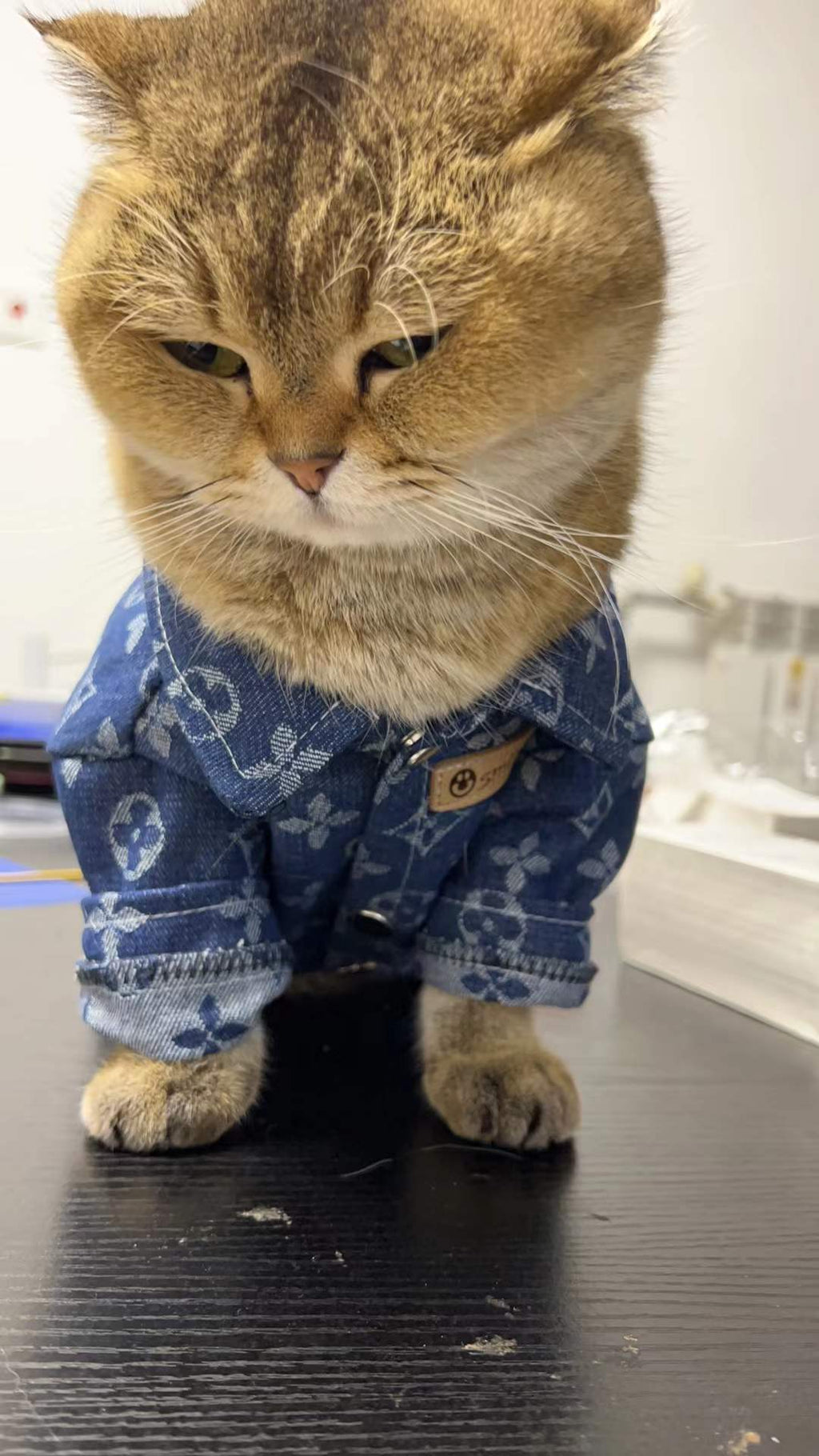 Gucci L* Puppy Jacket